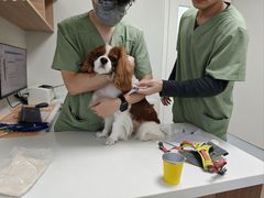 -达爱动物医院·犬猫分区·CT·复杂眼科(远洋山水分院)