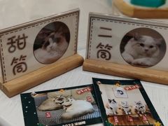 -滚猫咖啡·猫咖·猫友好撸猫(未来城店)