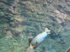 -海合安青岛极地海洋公园