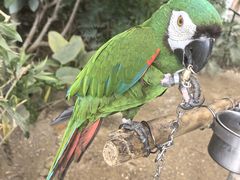 -南宫五洲植物乐园