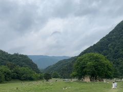 -狮子沟牧场