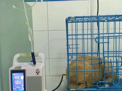 -西安京西宠物医院·瘫痪·疑难杂症