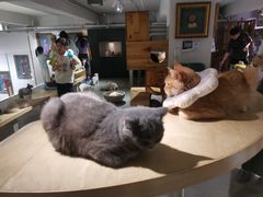 -more than meow吴止猫主题餐厅(承德 中船汇店)