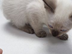 -宠颐生猫科·内科皮肤科(西平世纪城店)