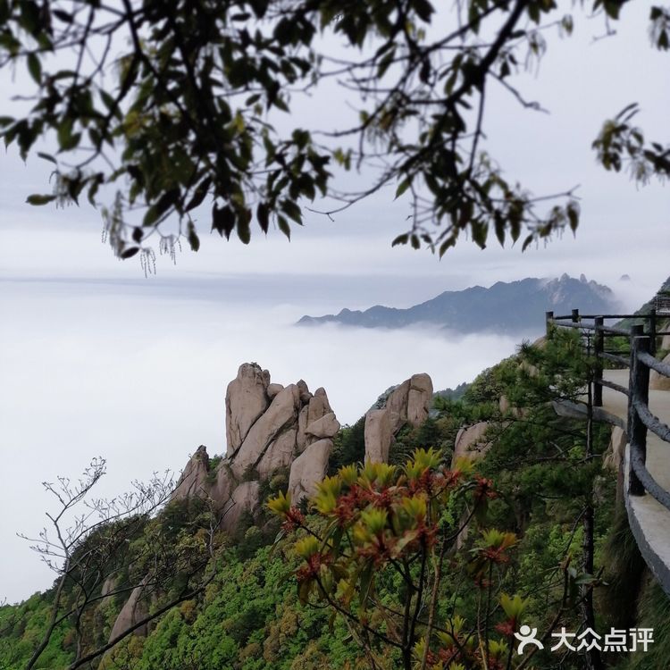 人间四月芳菲尽 花台杜鹃始盛开