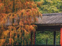-重庆彩云湖湿地公园