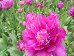 -洛阳郁金香牡丹园