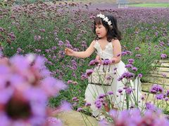 -紫颐香薰山谷景区