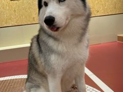 -和它·交个朋友·狗咖猫咖(爱琴海店)