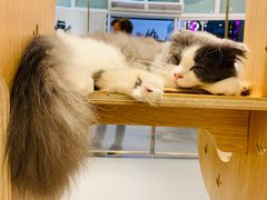 -飞行喵MR PILOT|猫舍·猫咖(静安大融城店)
