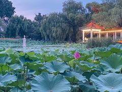 -北陵公园