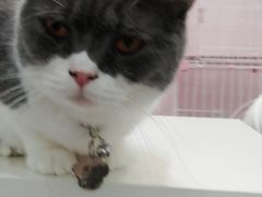 -酷豆宠物咖啡·宠物美食·撸猫馆