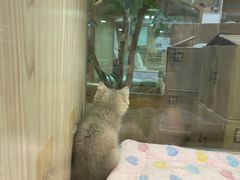 -屋虎猫馆(宝安大仟里店)