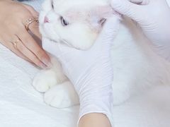 -瑞派中心宠物医院·CT·核磁·神经专科
