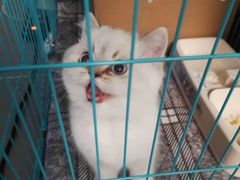 -欣宠猫屋·矮脚拿破仑·蓝金金渐层