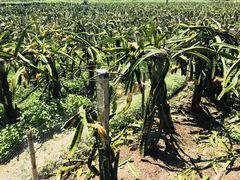 -惠州金海湾嘉华度假酒店