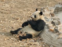 -石家庄市动物园