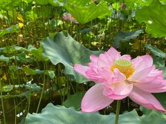 -陈家山荷花公园