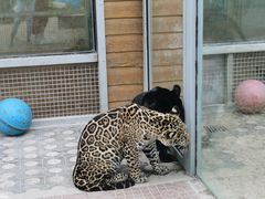 -西霞口神雕山野生动物世界