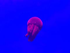 -福州罗源湾海洋世界旅游区