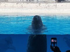 -海合安天津极地海洋公园