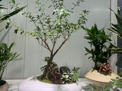 -桂林市花鸟市场