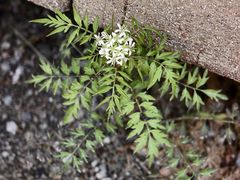 -秦岭终南山世界地质公园翠华山景区