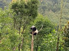 -卧龙中华大熊猫苑神树坪基地