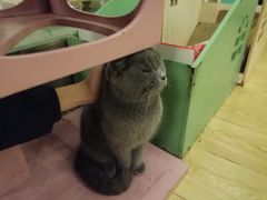 -萌喵咖啡屋(人民东路4号口M16商铺店)