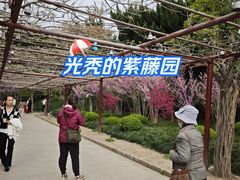 -嘉定紫藤园