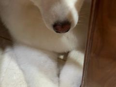-暖阳宠物医院·犬猫康复中心·骨科