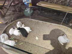 -正佳雨林生态植物园
