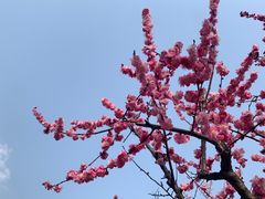 -梅花山(明孝陵内)