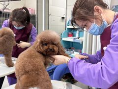 -北京观赏动物医院·24小时大型综合·猫专科·异宠专科