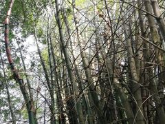 景点-红山村