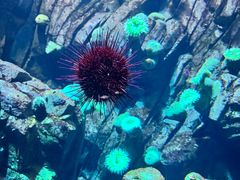 -瑞普利水族馆