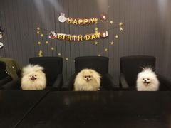 -百好乐宠物友好餐厅(朝外大街店)