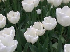 android_upload_pic-保利石象湖景区