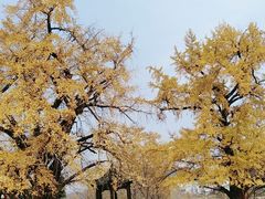 -千年银杏谷文化旅游区