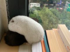 -哆趣宠物医院·眼科·内镜·急重症转诊中心(上海店)