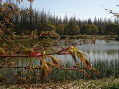 -崇明东平国家森林公园烧烤房车露营地