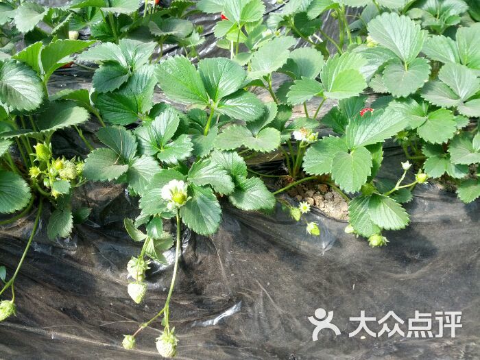 旺旺草莓采摘园商户图片图片 - 第694张