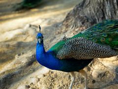 -荆州中山公园动物园