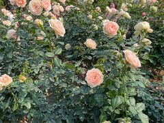 -人民公园(罗湖区)