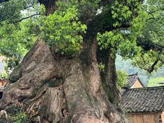 -杨家堂村