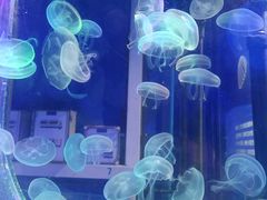 -海合安青岛极地海洋公园
