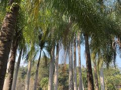 -中国科学院西双版纳热带植物园