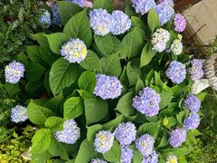 -Jo's Garden