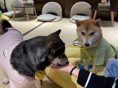 -逗柴咖啡屋·狗咖猫咖宠物桌游