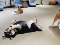 -逗柴咖啡屋·狗咖猫咖宠物桌游